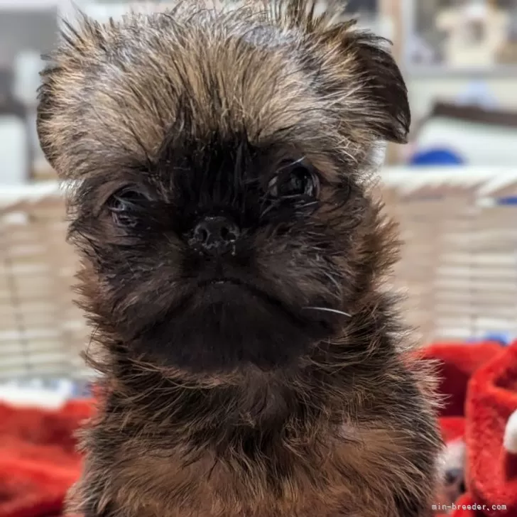 ID：2411-00071の子犬