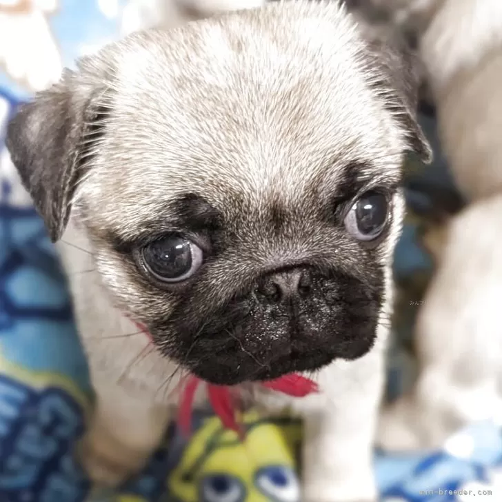 ID:2507-02290の子犬