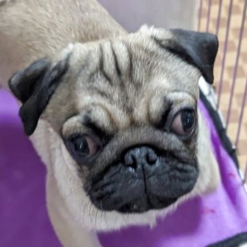 パグ【愛知県・男の子・2025年7月23日・フォーン】の写真「可愛い男の子」