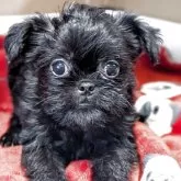 ベルジアングリフォン【愛知県・女の子・2025年9月5日・ブラック】の写真1