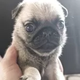 パグ