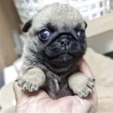 パグ