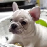フレンチブルドッグ