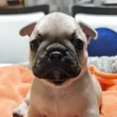 フレンチブルドッグ