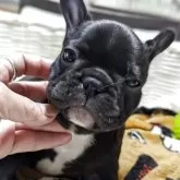 フレンチブルドッグ
