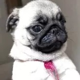 パグ【愛知県・女の子・2025年2月24日・フォーン】の写真2