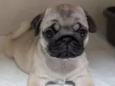 パグ【愛知県・女の子・2024年10月24日・フォーン】の写真3