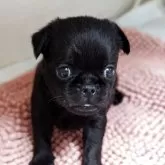 プチブラバンソン【愛知県・女の子・2025年4月9日・ブラック】の写真3