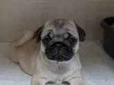 パグ【愛知県・女の子・2024年10月24日・フォーン】の写真5