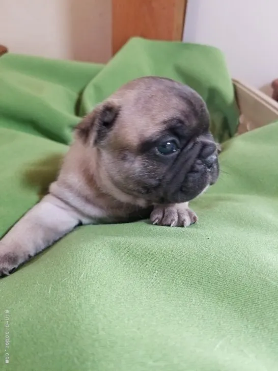 ID:1810-03166の子犬