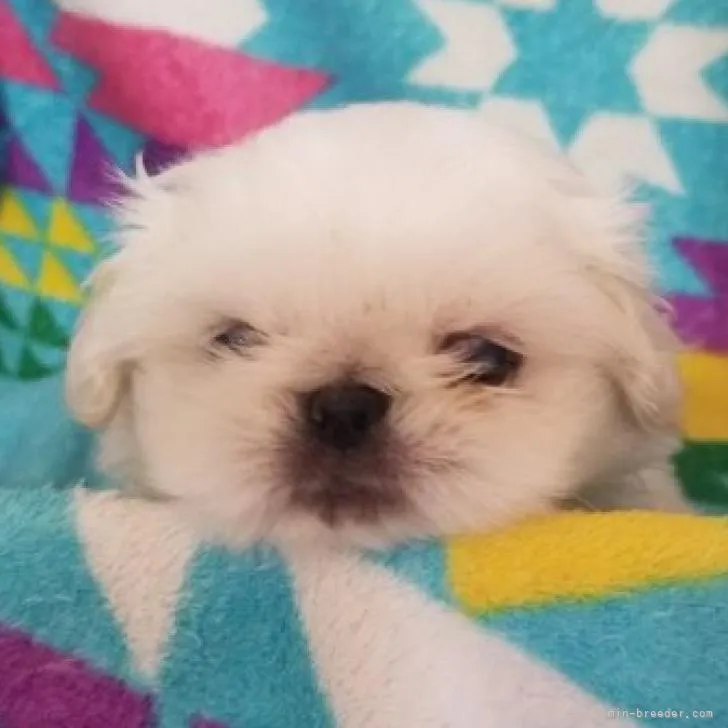 ID:2208-02318の子犬