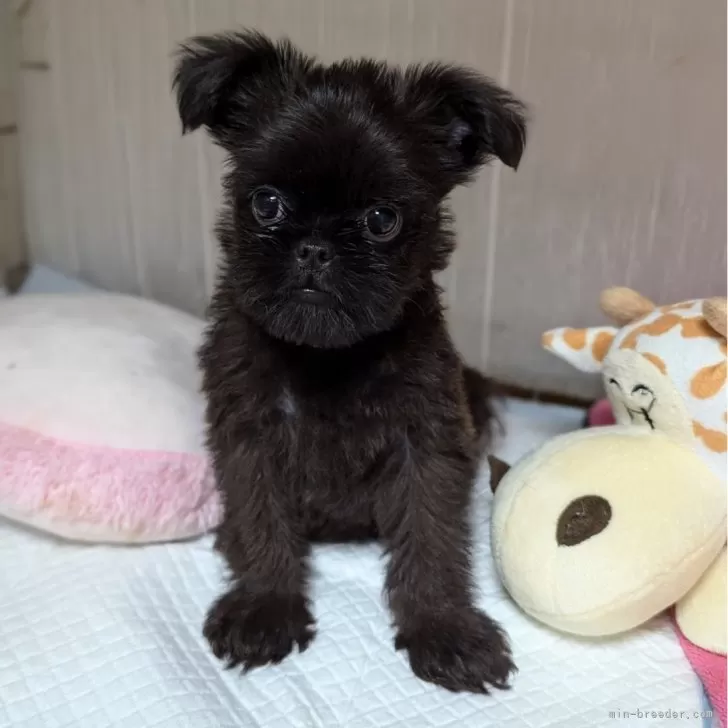 ID：2406-04877の子犬