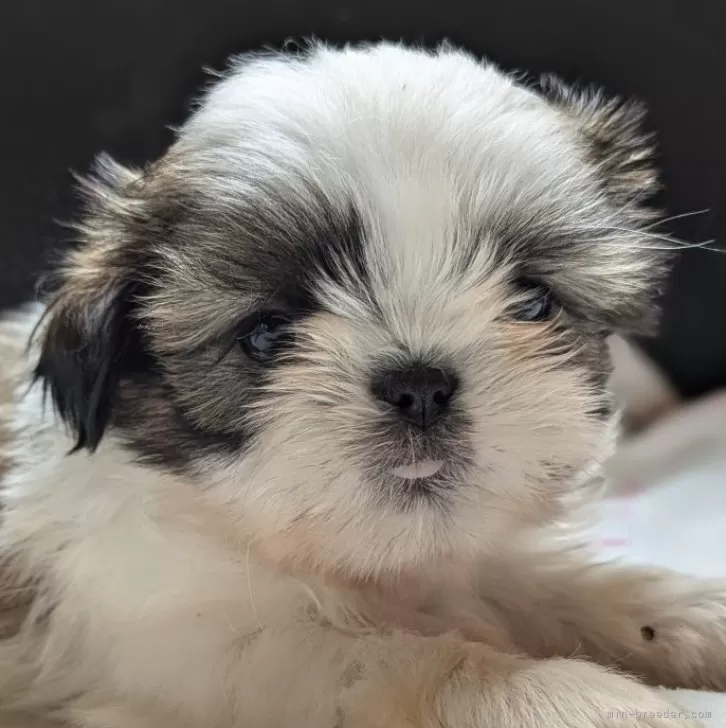 ID：2407-03365の子犬