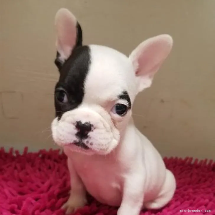 ID:2209-03588の子犬