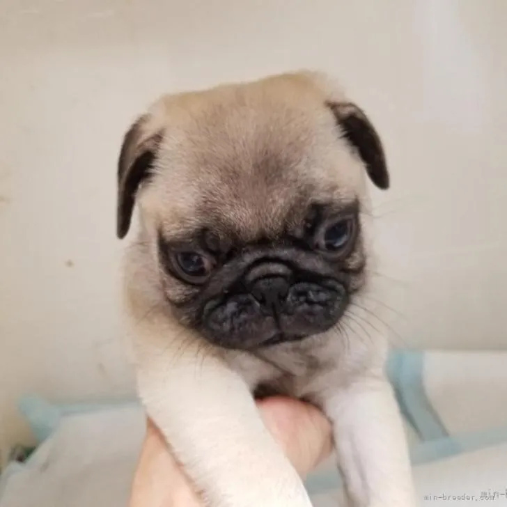 ID:2205-01559の子犬