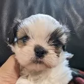 シーズー【愛知県・男の子・2023年12月12日・ゴールド&ホワイト】の写真1