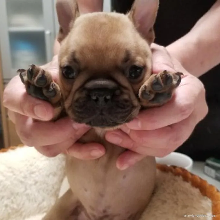 ID：2206-02372の子犬