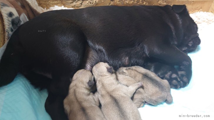 馬場美由紀ブリーダーのブログ：🎂かわいい5チビちゃん誕生しました🎂