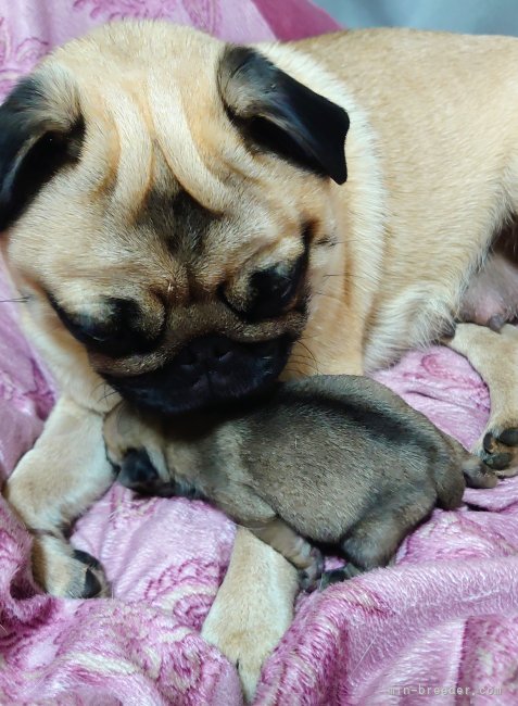 馬場美由紀ブリーダーのブログ：💕Babyちゃん誕生💕