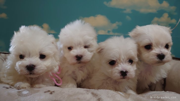 馬場美由紀ブリーダーのブログ：💕かわいい4兄妹💕