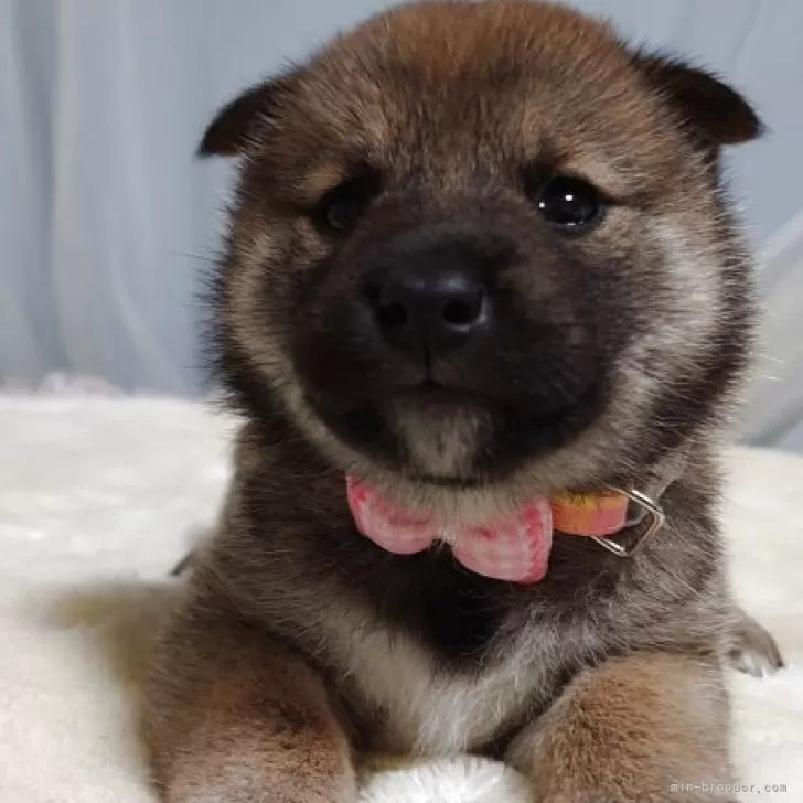 ID：2508-00338の子犬