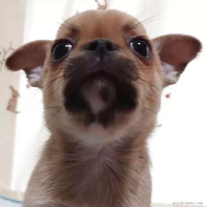 ID:2508-00292の子犬