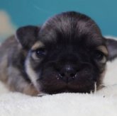 チワワ(スムース)