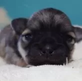 チワワ(スムース)