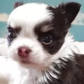 チワワ(ロング)