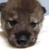柴犬(標準サイズ)