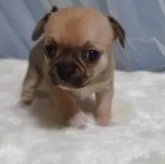 チワワ(スムース)