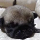 パグ