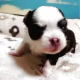 チワワ(ロング)