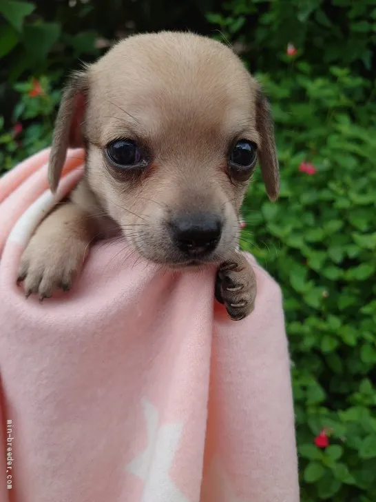 ID:2007-00304の子犬