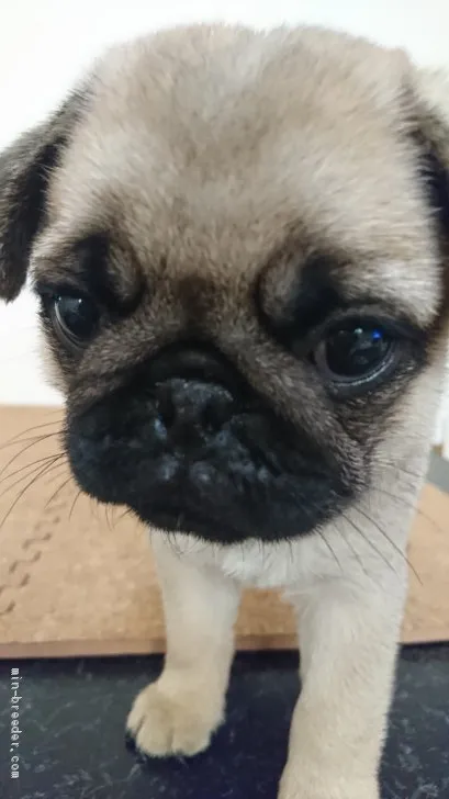 ID:1908-00165の子犬