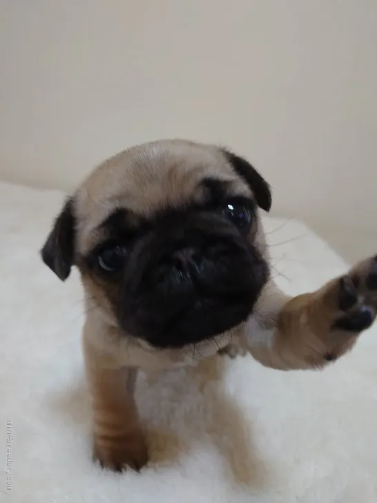 ID:2004-01119の子犬