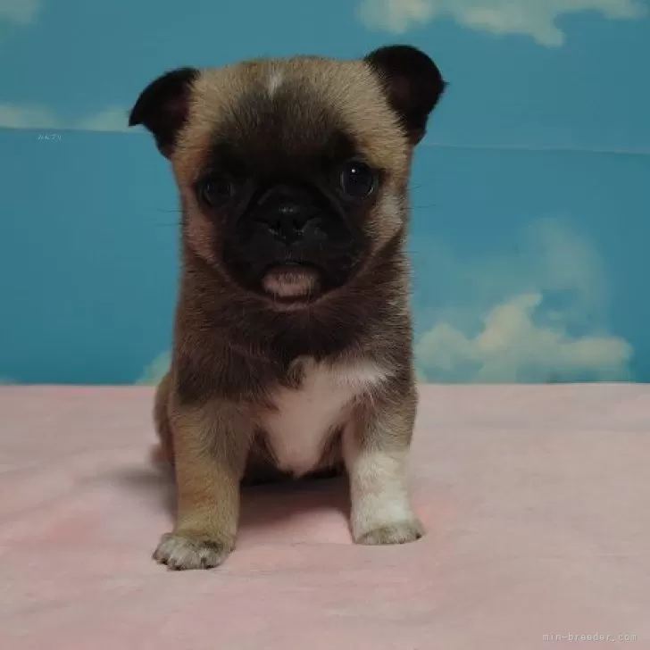 ID:2402-02184の子犬