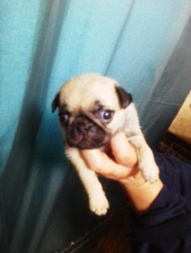 パグ【埼玉県・男の子・2016年5月19日・フォーン】の写真「パパはインターチャンピオンです」