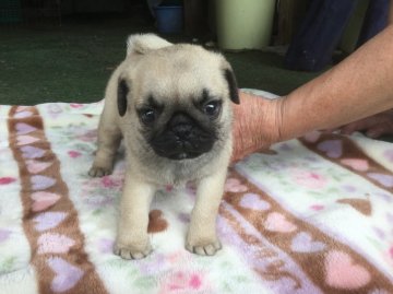 パグ【埼玉県・女の子・2016年8月2日・フォーン】の写真「パパはインターチャンピオンです」