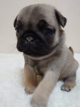 パグ【埼玉県・女の子・2021年9月21日・フォーン】の写真「♡はじめまして♡」