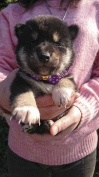 柴犬(標準サイズ)【埼玉県・女の子・2019年2月7日・黒】の写真「5兄妹 次女です💗」