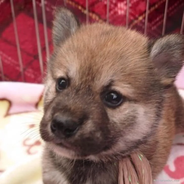 イマイ 様のお迎えした子犬