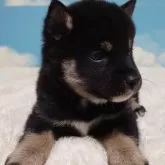 柴犬(標準サイズ)【埼玉県・男の子・2024年1月15日・黒】の写真5