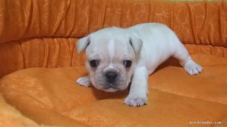 T.T 様のお迎えした子犬