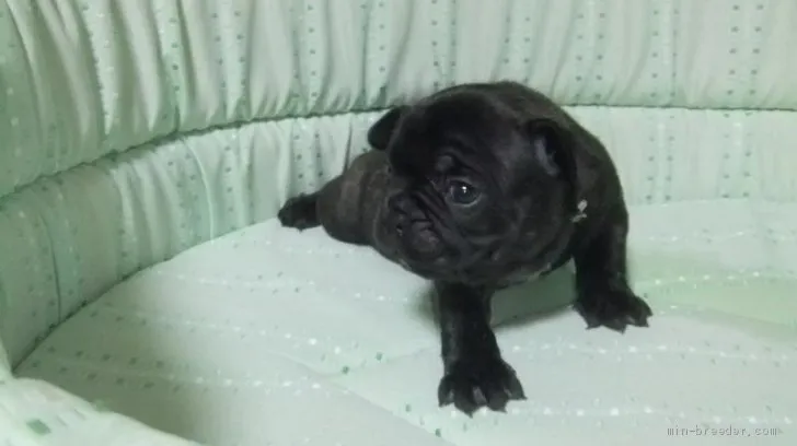 ID：2101-03746の子犬