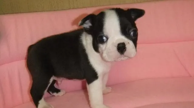 ちびプリン 様のお迎えした子犬