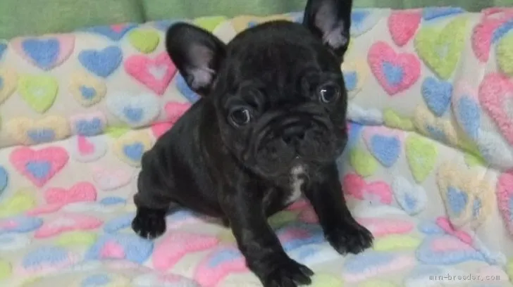 メイ 様のお迎えした子犬