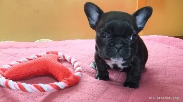 はなこぞう 様のお迎えした子犬
