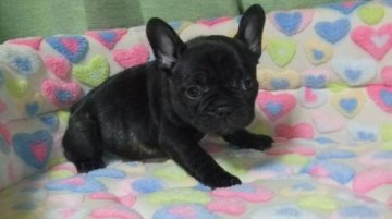 フレンチブルドッグ【茨城県・男の子・2021年1月2日・ブリンドル】の写真「父ＡＭＣＨ直子　健康な男の子　Ｂ君」