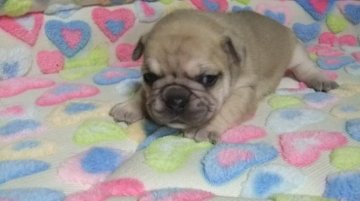 フレンチブルドッグ【茨城県・女の子・2021年2月27日・フォーン】の写真「可愛い健康なフォーンの女の子　」